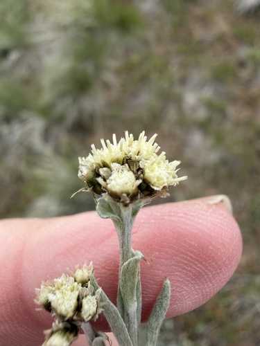 Antennaria stenophylla observed 2026-04-24