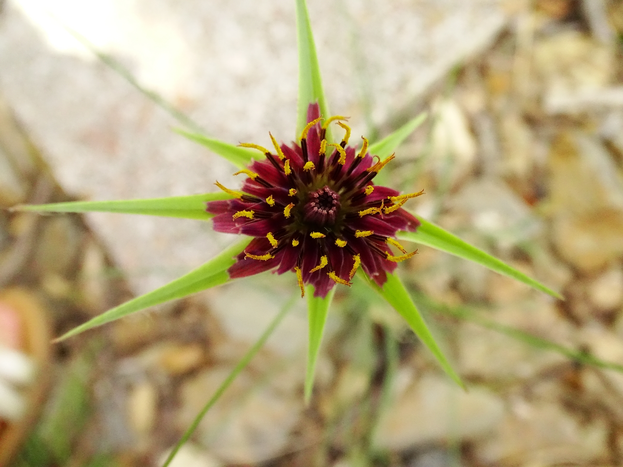Salsify