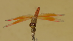 Brachythemis contaminata