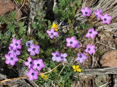 Gilia cana