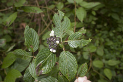 Cornus sericea occidentalis