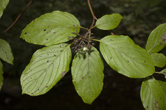 Cornus sericea occidentalis