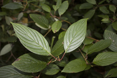 Cornus sericea occidentalis