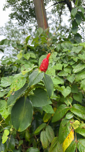 Costus woodsonii observed 2026-04-03