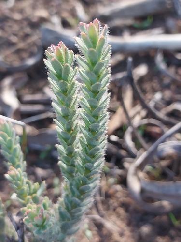 Leucadendron thymifolium, photograph 1
