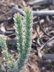 Leucadendron thymifolium
