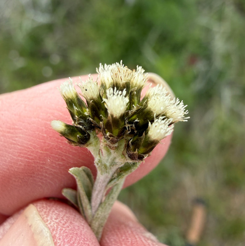 Antennaria stenophylla observed 2026-04-24