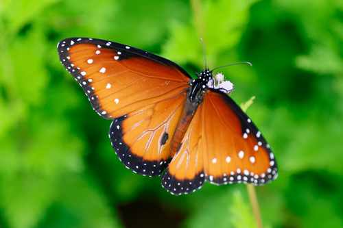Queen, Crescent Bend Nature Park, photo 9 of 10