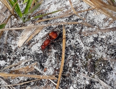 Pseudomethoca sanbornii