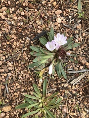 Lewisia brachycalyx