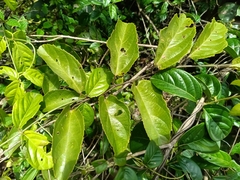 Passiflora coccinea