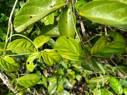 Passiflora coccinea, photograph 1
