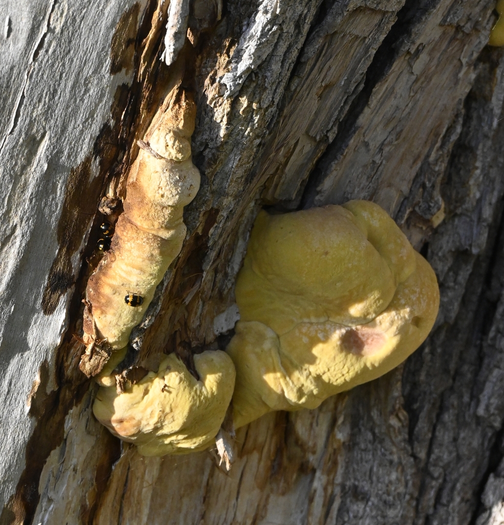 Laetiporus sulphureus · April 2026 · photo: © tuenf (iNaturalist, cc-by)