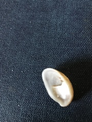 Crepidula fornicata image