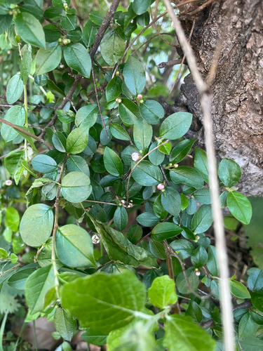 Cotoneaster divaricatus