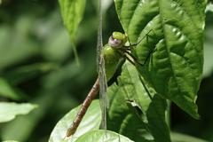 Anax concolor