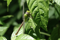 Anax concolor