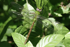 Anax concolor