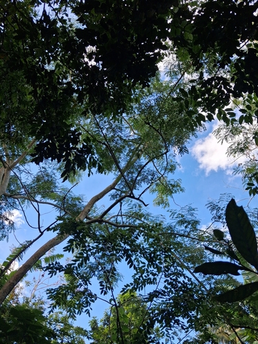 Albizia procera, photograph 3