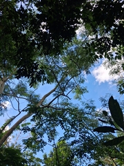 Albizia procera, photograph (c) Kurt Miller, some rights reserved (CC BY-SA)