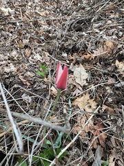 Tulipa clusiana