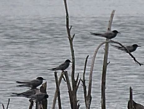 Black Tern