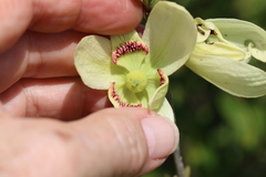 Asimina reticulata