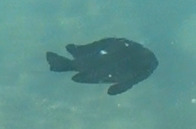 Dascyllus trimaculatus