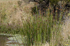 Juncus procerus