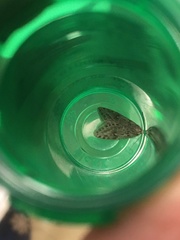 Semioscopis megamicrella