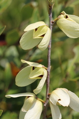 Asimina reticulata