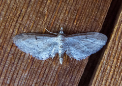 Eupithecia bivittata