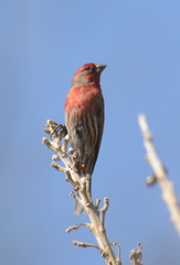 Haemorhous mexicanus