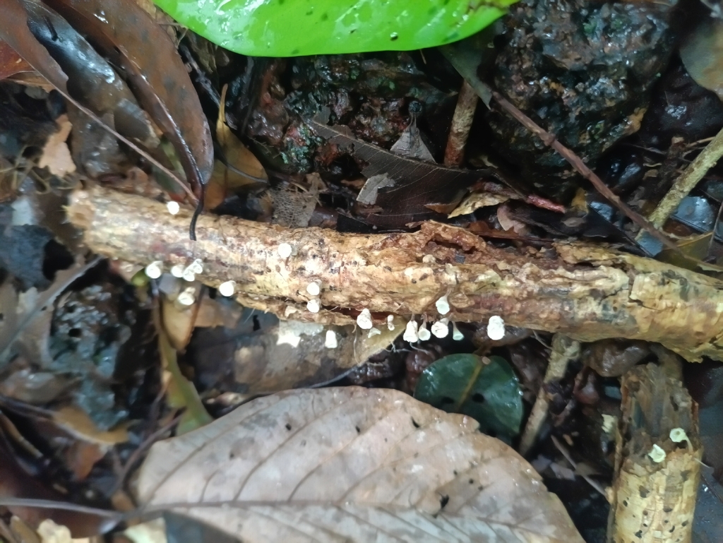 Gymnopus montagnei · April 2026 · photo: © guillaume_delaitre (iNaturalist, cc-by)