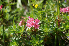 Rhododendron hirsutum