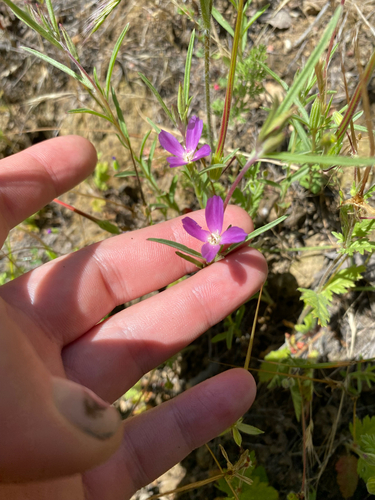 iNaturalist observation photo of Chaparral Clarkia