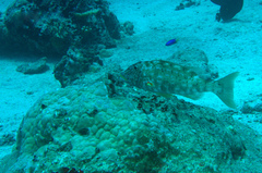 Lethrinus xanthochilus