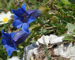 Gentiana clusii