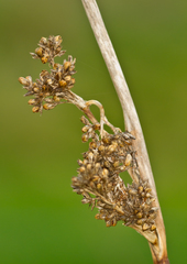 Juncus procerus