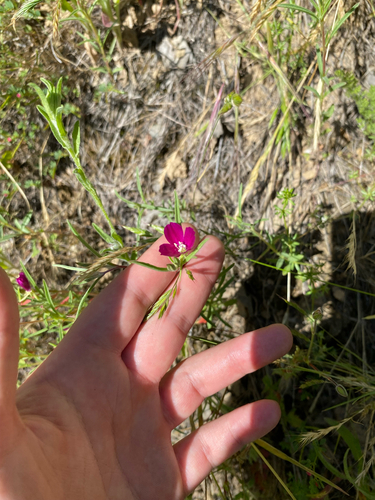 iNaturalist observation photo of Winecup Clarkia