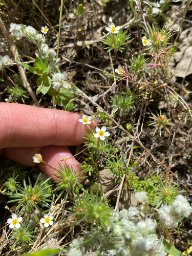 iNaturalist observation photo of Bicolor Babystars