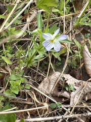 Viola rafinesquei, photograph (c) Jacob Malcom, some rights reserved (CC BY-SA)