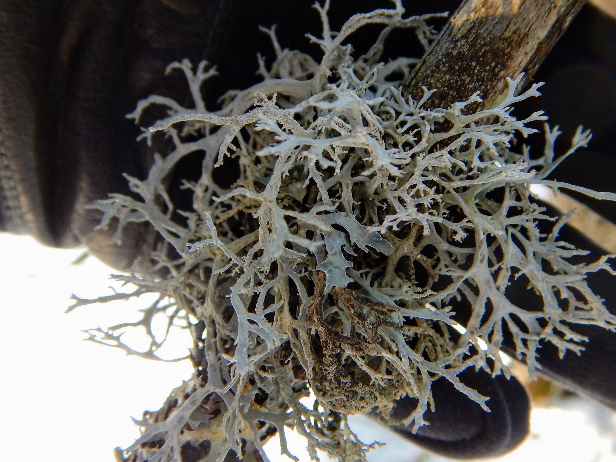 Pseudevernia consocians image