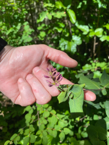 iNaturalist observation photo of Pink Honeysuckle