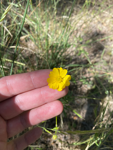 iNaturalist observation photo of California buttercup
