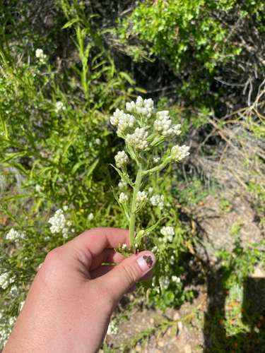 iNaturalist observation photo of California cudweed