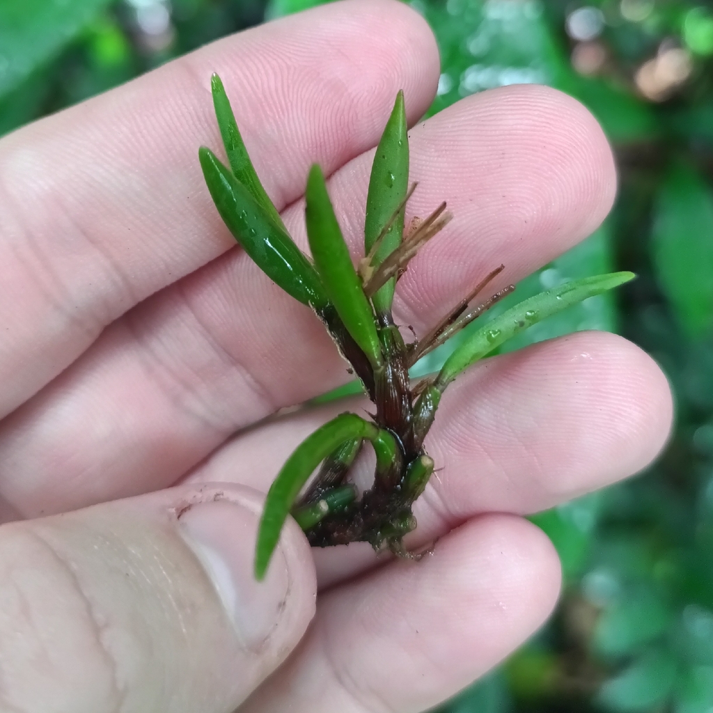 Maxillaria uncata; photograph (c) Guillaume Delaitre, some rights reserved (CC BY)
