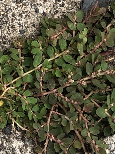 Euphorbia thymifolia