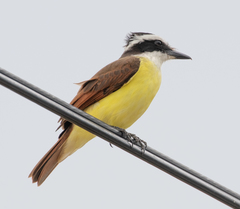 Pitangus sulphuratus