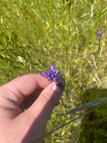 iNaturalist observation photo of Ookow